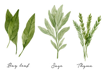 Bay leaves, thyme and sage isolated on white background.  Culinary herbs botanical illustration painted with watercolor. 