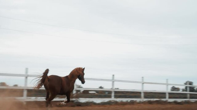The Karabakh beautiful hourse runs