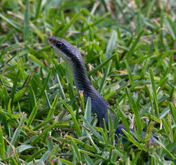 Black racer snake with white underside is holding its head high while moving through green grass close up.