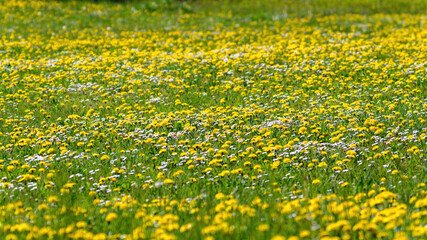 Tarassaco e margherite, campo colorato di giallo e bianco in una campagna solare e primaverile con dente di leone. Essenze e profumi biologici
