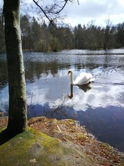 swan on the lake