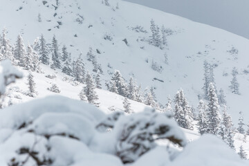 Fototapeta premium snow covered trees