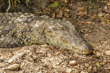 Crocodile lying on the banks of the Nile, Murchison Falls National Park, Uganda