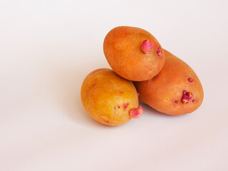  Sprouted potatoes for planting. Sprouts of pink potatoes close up on a white background. Planting potatoes sprouts.