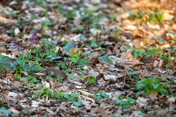 brwon mouse on the ground