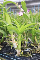 Fototapeta premium Orchid seedlings on a plant nursery in the orchid farm.