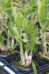 Orchid seedlings on a plant nursery in the orchid farm.