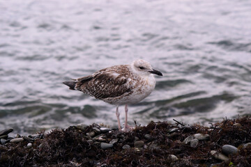 seagull on the beach
