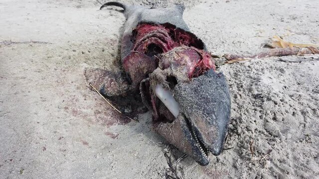 Dead dolphin lying on Narin beach by Portnoo - County Donegal, Ireland.