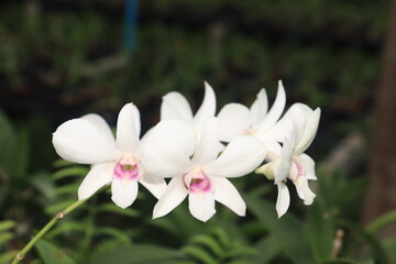 White Phalaenopsis orchid from Thailand orchids grow well in a long time in Thailand.