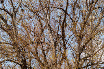 No Leaves Trees in Spring With Nests in Tree Canopy