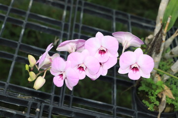 Dendrobium orchid, beautiful pink and white flowers in the garden.