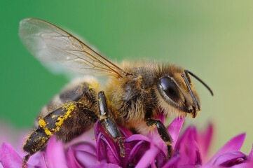 Macro image of a Bombus on a flower