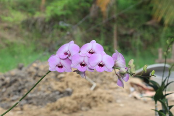Dendrobium orchid, beautiful pink and white flowers in the garden.