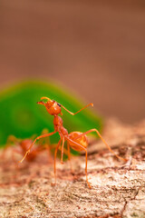 red ant, ant action fighting ,ant fighting on branch of tree in garden among green leaves blur background, selective eye focus, macro