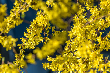 yellow flowers in spring