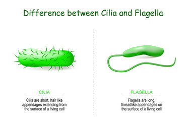 Difference between cilia and flagella for bacteria - obrazy, fototapety, plakaty