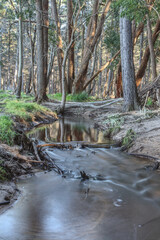 stream in the forest