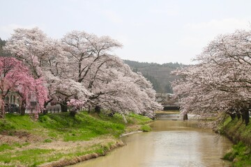 北須川・今出川の桜（福島県・石川町）