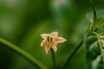 Fototapeta na wymiar lily of the valley