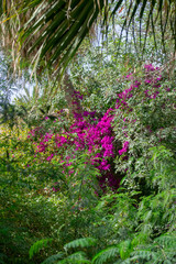Landon Garden in Biskra, Algeria