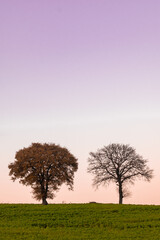 Fototapeta na wymiar New and Old - Tree in full glory next to tree whom just shed it's skin. It's nature's cycle