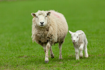 Lambing time in the Yorkshire Dales, England, UK and a mother sheep walks in green pastureland with...