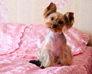 A small dog sits on a pink bed