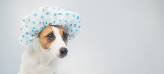 Funny friendly dog jack russell terrier takes a bath with foam in a shower cap on a white background. Copy space. Widescreen.