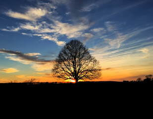 Tree silhouetted at sunset