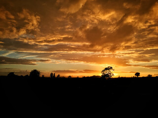 Fototapeta na wymiar Golden Sunset with tree silhouette