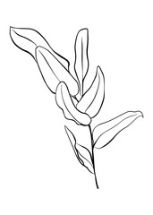 A branch of eucalyptus. Contour drawing by hand. Doodle style.