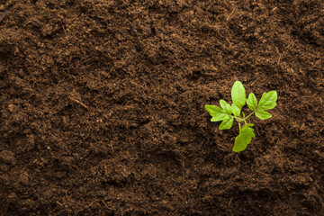 Green small tomato plant in brown soil. Closeup. Empty place for text. Top down view.