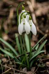 snowdrop flower in spring