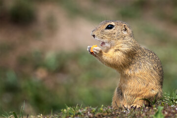 Naklejka na ściany i meble Ground squirrel eats carrots on a green field