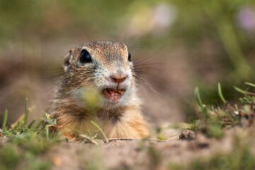 Naklejka na ściany i meble Ground squirrel eats carrots on a green field