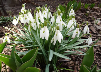 Blooming snowdrops as the first signs of spring.