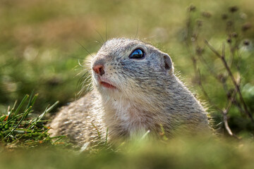 Naklejka na ściany i meble Ground squirrel on a green field looking out of a burrow