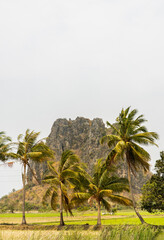 Beautiful of coconut trees in rice field and the scenery of the mountains backdrop. Copy space, Selective focus.