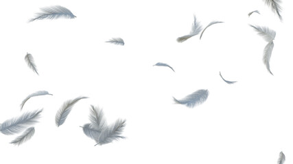 white soft feathers transparent isolated each element .3d render Illustration.