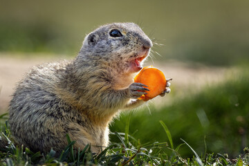 Ground squirrel eats carrots on a green field