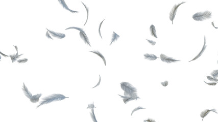 white soft feathers transparent isolated each element .3d render Illustration.
