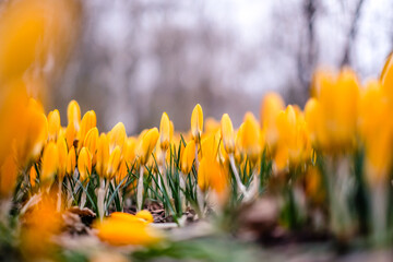 The first beautiful yellow crocuses blooming in the spring garden, in park in sunset. Defocused