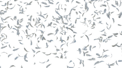 white soft feathers transparent isolated each element .3d render Illustration.