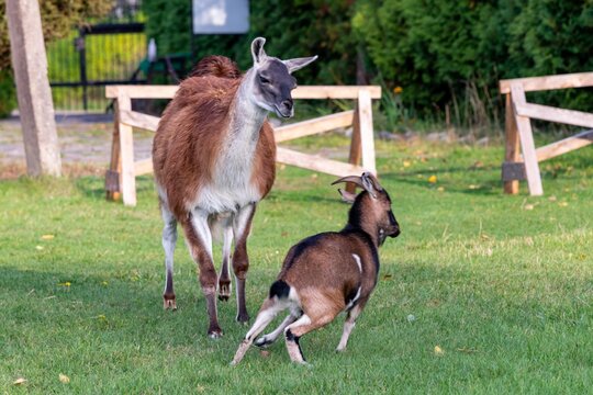 Lamy Bilder Durchsuchen 250 Archivfotos, und Videos
