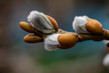 Knsopen aufgebrochen haben die Weidenkätzchen