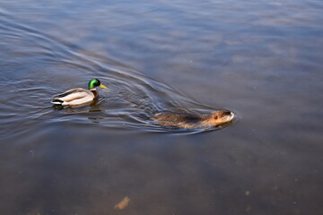 Muskrat photosesion Nr. 4
