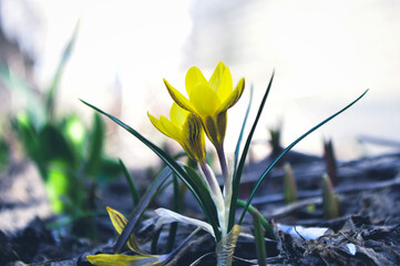 spring flowers