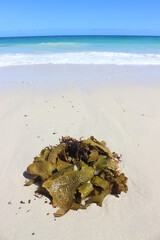 seaweed on beach with tide coming in