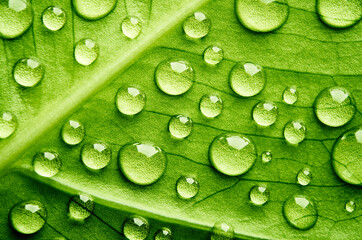 Green leaf with drops of water